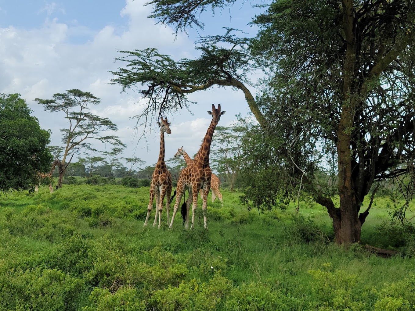 Masaai Mara Tours