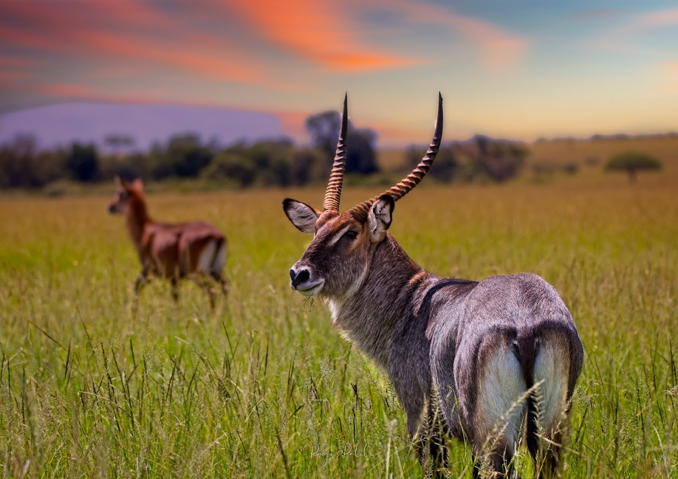 Masaai Mara National Reserve